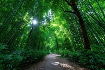 Obraz premium Tranquil path through a lush bamboo forest under sunlight