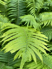 close-up view of lush green fern fronds with intricate patterns and textures, showcasing the fresh beauty of nature in a forest or garden setting.