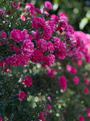 A vibrant, close-up shot of a profusion of bright fuchsia-pink roses in full bloom, cascading down, creating a stunning visual of natural beauty in a sunlit garden.