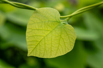 Fototapeta premium Single Heart-Shaped Leaf Hanging from Twisting Vine with Visible Veins – Macro Nature Shot