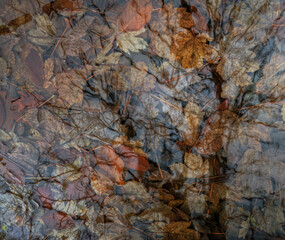 Abstract natural background of underwater autumn leaves in a pond