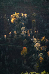 Autumn colored treetops lit by the tangential light of the morning sun