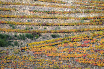 Geometric patterns in the terraced vineyards of the Ribeira Sacra