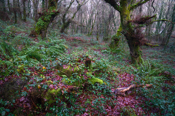 Humid Atlantic forest native to Galician oaks