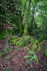 Moss covers stone walls and tree trunks in a forest