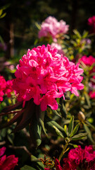 Rhododendron flower pink in the park