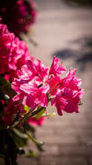 Rhododendron flower pink in the park
