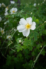 white flower in the garden