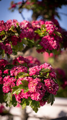 pink flowers in the garden