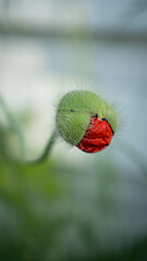 Obraz premium Red blooming poppy on the street
