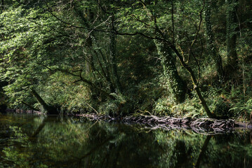 Riparian tree roots snake over a riverbed