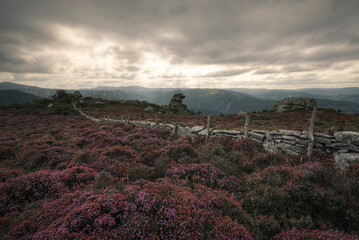 Purple flower heaths cover the granite mountains of O Xistral