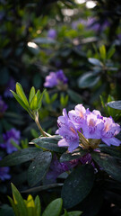 Rhododendron flower purple in the park