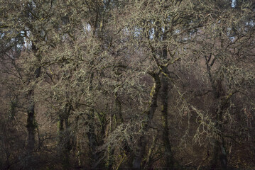 Tangled composition of twisted branches in a winter forest