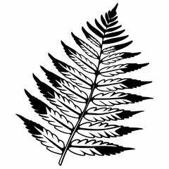 Fototapeta premium simplified fern leaf with refined artistic cuts.Tropical Leaf Silhouettes Collection – Monstera, Palm, Banana & Fern Vectors