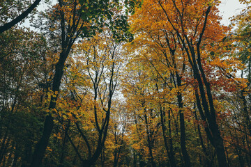 autumn landscape in park with many colors brown and green trees