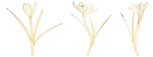 Crocus or saffron flower. Floral botanical flower. Isolated illustration element. Golden line. Vector hand drawing wildflower for background, texture, wrapper pattern, frame or border.