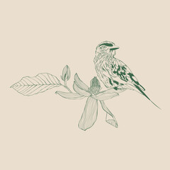 Lilac breasted Roller bird with magnolia flower. Design element. Line illustration.