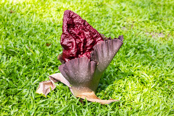 Titan arum or amorphophallus titanum