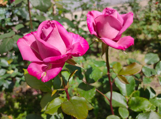Fototapeta premium The Beauty Of red Roses