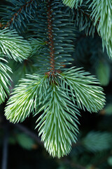 Green spruce tree branch closeup. Beautiful natural background.