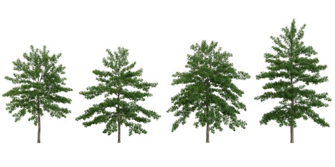 Fototapeta premium set of Quercus trees on transparent background