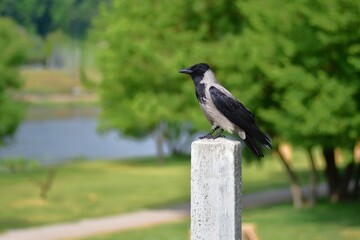 Hooded crow portrait standing on concrete pole in daylight. Detailed feathers, sharp beak, and natural pose. Wildlife scene perfect for birdwatching, nature, and urban animal themes.