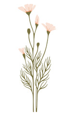Wildflower illustration. Field plant. Vector.