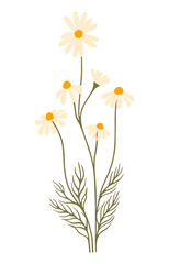 Daisy flower. Chamomile illustration. Vector.