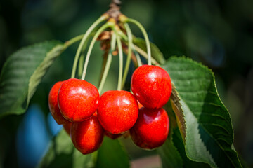 Close-up of ripe, juicy red cherries on the tree from the Rheingau