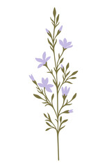 Wildflower illustration. Field plant. Vector.