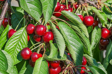Close-up of ripe, juicy red cherries on the tree from the Rheingau