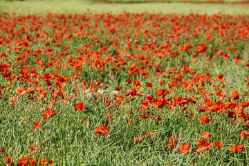 A field of red poppies in full bloom in the Rheingau