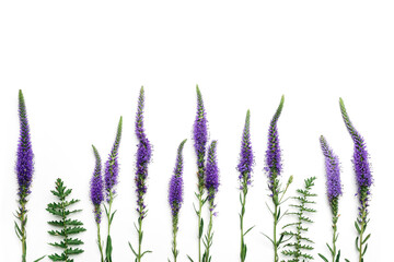 Vibrant flowers minimal top view of Purple violet blossoms Veronica with green leaves on white...