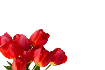 Freigestellter Tulpenstrau&szlig;. Geeignet f&uuml;r Gru&szlig;karten und sonstige Hintergr&uuml;nde.