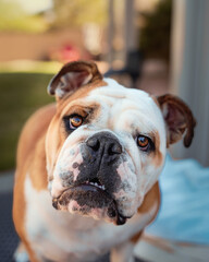 Red and white bulldog up close