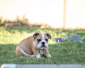 Ten week old bulldog puppy on the grass