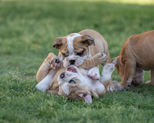 Bulldog puppies playing in the grass