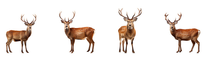 Collection of full-body deer, isolated on a transparent background