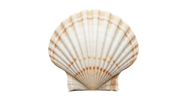 Isolated scallop shell showcasing its intricate ridges and delicate texture against a plain setting on transparent background