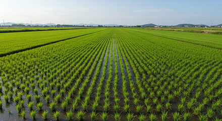 Cultivated Rice Seedlings in Flooded Field Agricultural Crops and Sustainable Farming Practices.field, agriculture, grass, landscape, green, sky, nature, 
