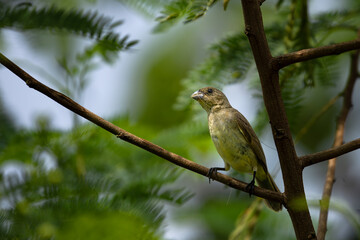 Amazing nature scene: a bird carrying a long, thin lint in its beak. Dubois's seed eater (Sporophila ardesiaca) female in brazilian savanna