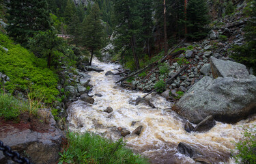 stream in the forest