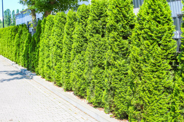 Tall coniferous hedge creating vertical green wall boundary with dense foliage and professional landscaping maintenance