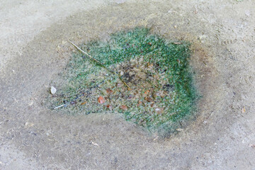 Broken green glass fragments scattered on concrete pavement creating abstract texture pattern with natural lighting effects
