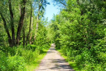 Peaceful tree-lined walking path winding through lush green summer forest creating natural tunnel perspective