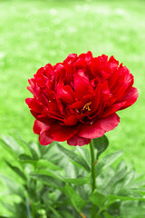 Red Buckeye Belle peony in full bloom, lush green background, vertical composition, vivid garden flower closeup, seasonal botanical image for spring summer design, nature banner concept