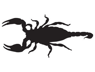 SCORPION SILHOUETTE