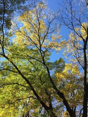 autumn trees against blue sky