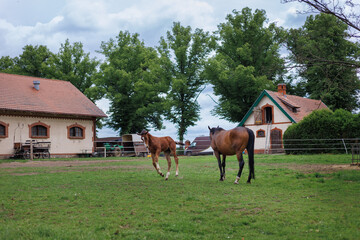 Brown horses moving and grazing in an open paddock on a farm, showing natural behavior and freedom....